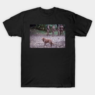 Dartmouth Dog T-Shirt